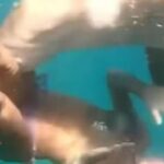 Βίντεο που σοκάρει! Καρχαρίας επιτίθεται σε γυναίκα που έκανε κατάδυση