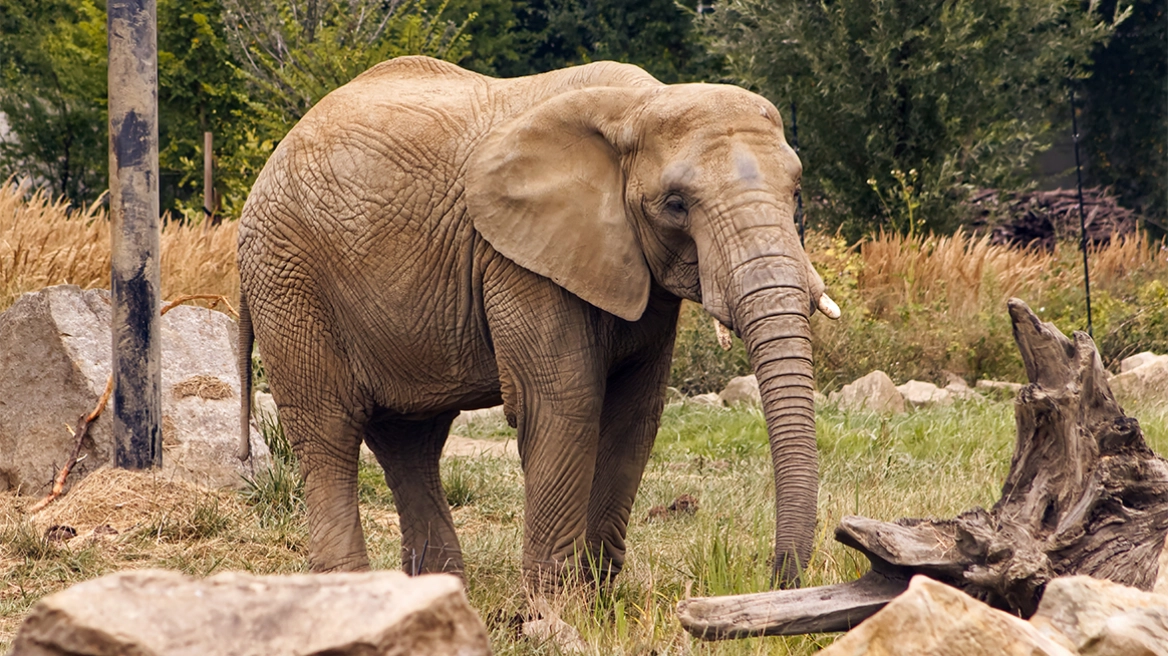 Ινδία: Ελέφαντας-φονιάς έχει σκοτώσει 20 άτομα σε εννέα ημέρες