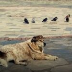 Θα στηθεί άγαλμα για τον σκύλο που αγαπούσε όλη η Χαλκίδα  