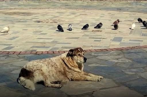 Θα στηθεί άγαλμα για τον σκύλο που αγαπούσε όλη η Χαλκίδα  