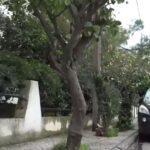 Ελευσίνα: «Χτύπησε στο εξόγκωμα του δέντρου και έσβησε μέσα σε 3 λεπτά»