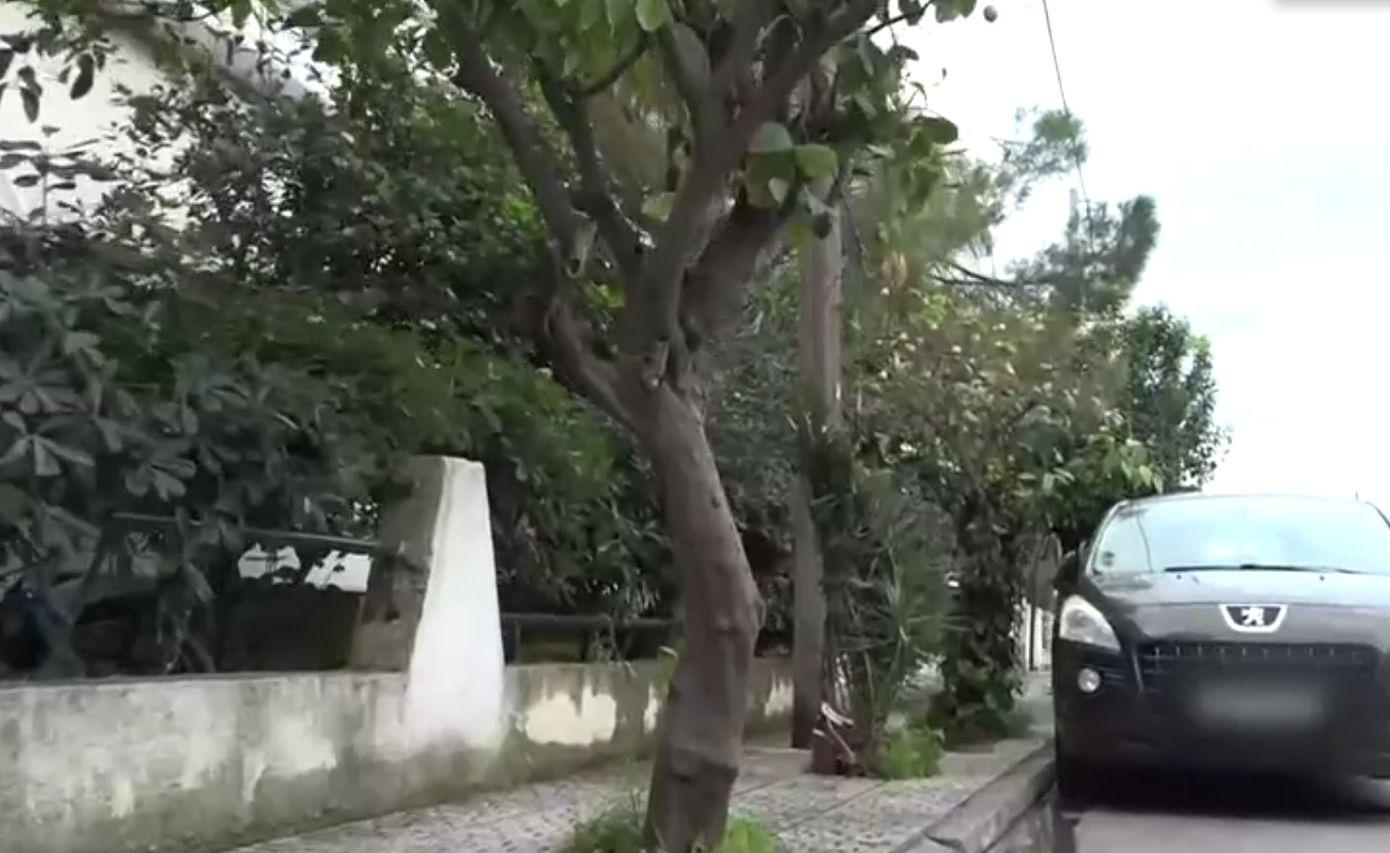 Ελευσίνα: «Χτύπησε στο εξόγκωμα του δέντρου και έσβησε μέσα σε 3 λεπτά»