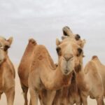 Σαουδική Αραβία: Μετά τους διαγωνισμούς ομορφιάς για καμήλες, τώρα τους βγάζει και διαβατήριο