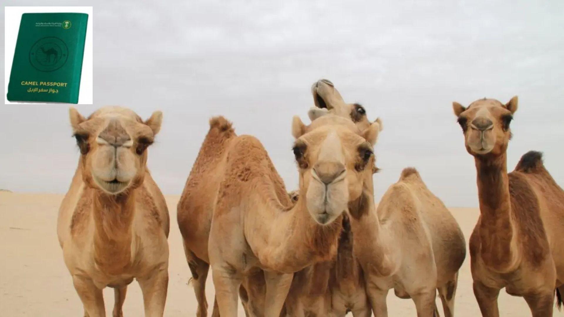 Σαουδική Αραβία: Μετά τους διαγωνισμούς ομορφιάς για καμήλες, τώρα τους βγάζει και διαβατήριο