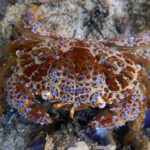 Φιλιππινέζα έφαγε το «καβούρι του διαβόλου» και πέθανε μέσα σε λίγες ώρες