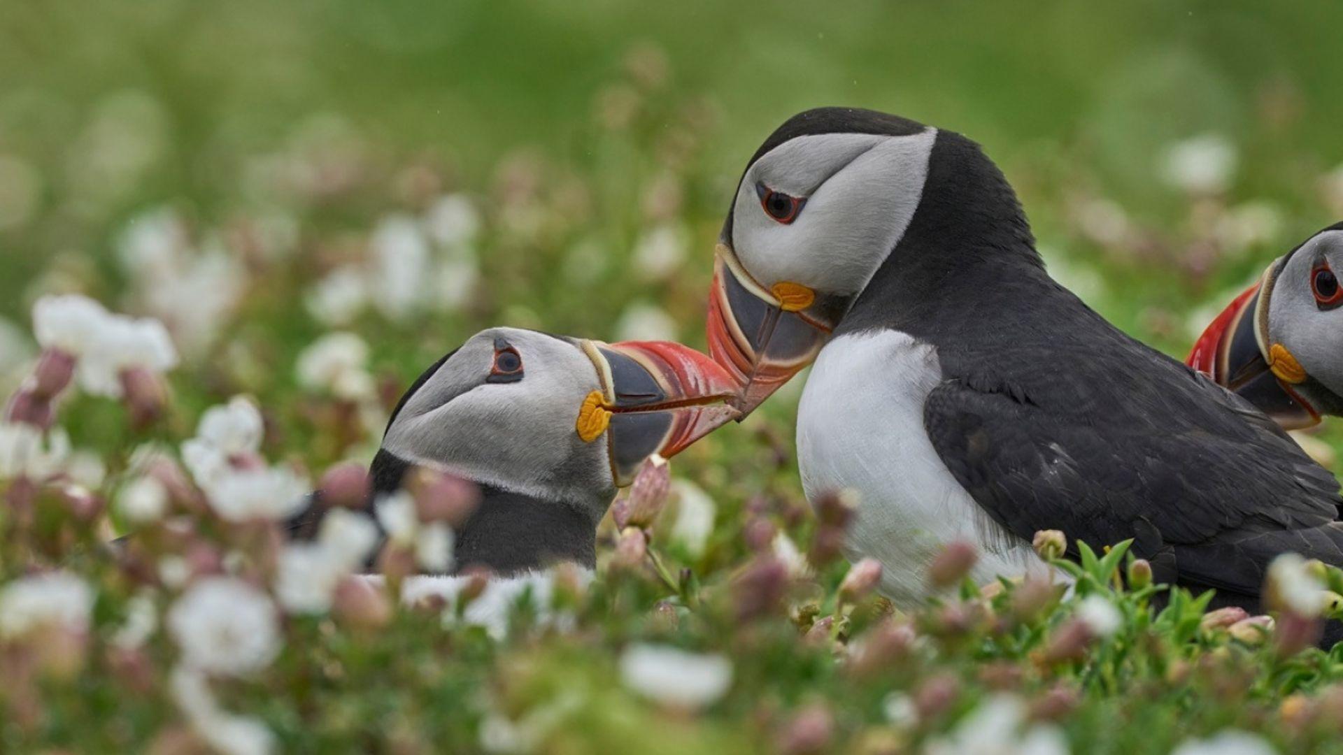 Ουαλία: Ζήσε σε απομονωμένο νησί μετρώντας θαλάσσιους παπαγάλους!